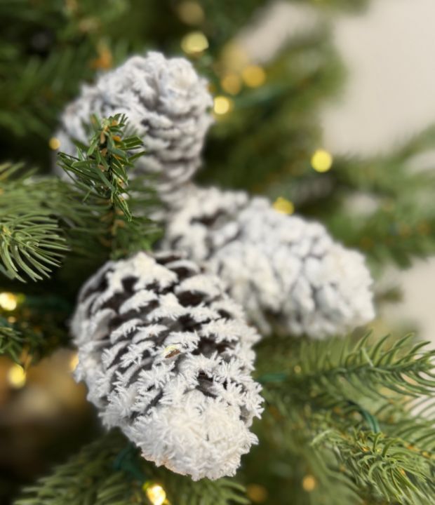 Christmas tree branch with three snow-dusted pinecones among green needles, illuminated by warm twinkling fairy lights for a cozy holiday atmosphere.